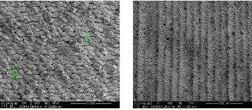 Figure 7. SEM images of a blackened sample at 400 °C with a line spacing of 0.125 mm on the left and a whitened sample on the right.