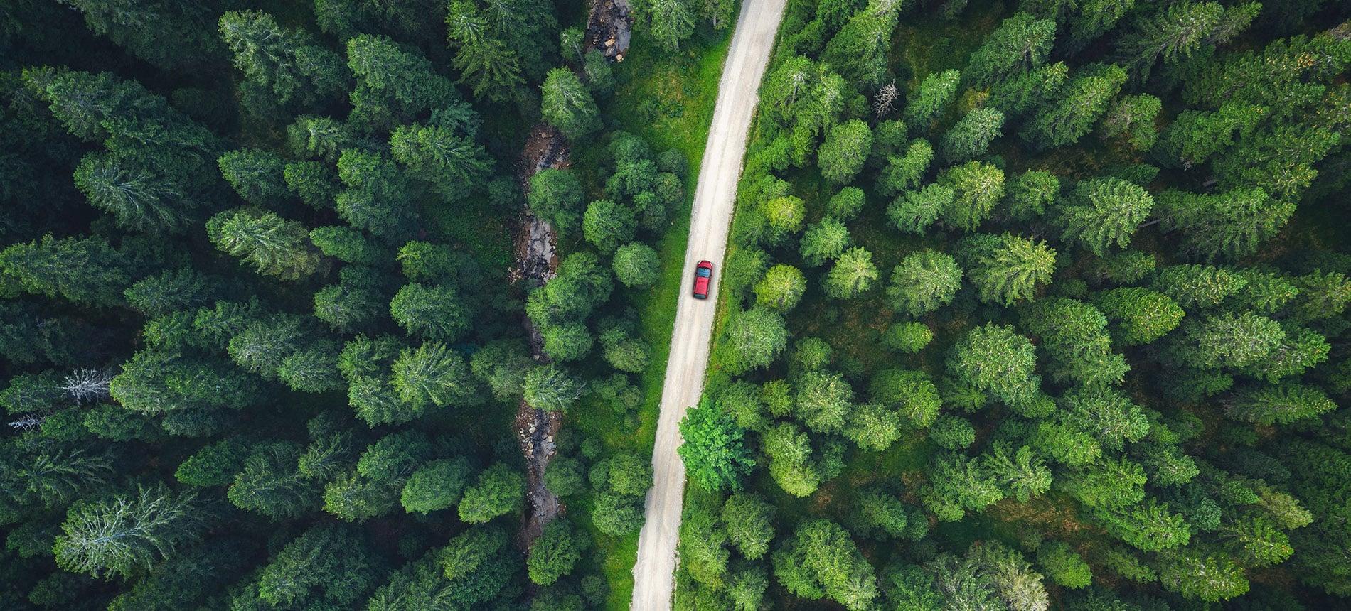 Green forest background
